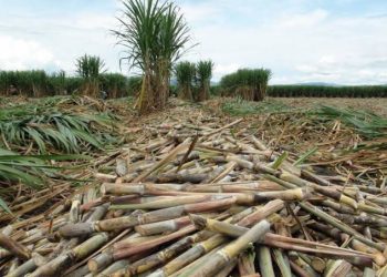 Los cañicultores de Huixtla denuncian crisis estructural