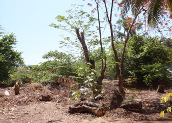 Comitán y Altamirano, con la mayor tala ilegal de árboles