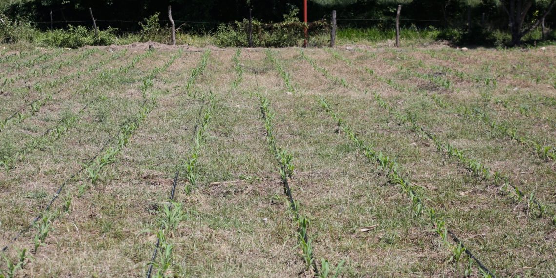 Los suelos chiapanecos han perdido 70% de nutrientes