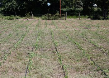 Los suelos chiapanecos han perdido 70% de nutrientes