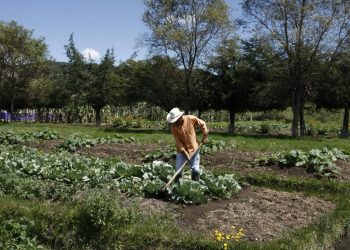 Socoltenango, ejemplo de empleo formal en Chiapas