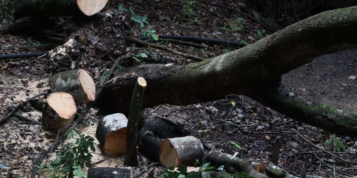 Tala indiscriminada dejaría a Altamirano sin bosques