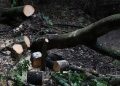Tala indiscriminada dejaría a Altamirano sin bosques