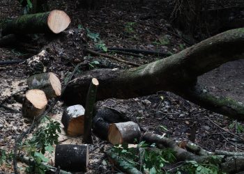 Tala indiscriminada dejaría a Altamirano sin bosques
