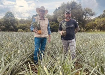 La joya dorada de Chiapas: Piña miel que endulza la tierra y alma