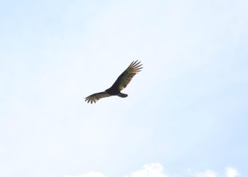 Tuxtla se prepara para Quinto Festival de Aves Migratorias