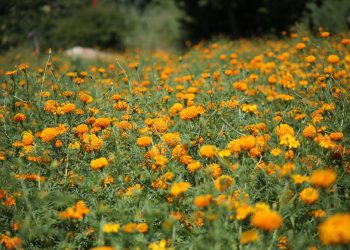 Hasta 70 % de pérdida en flor de cempasúchil en Tapachula