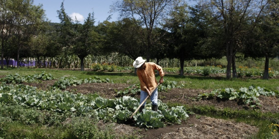 Falta de apoyos aumentan la descapitalización en el campo