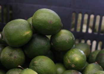 Alza en limón limita cubrir los costos de producción