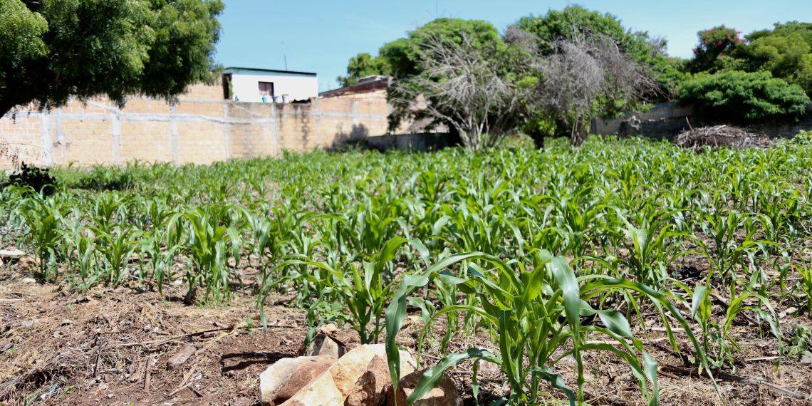 En riesgo al maíz 3 variedades de maíz