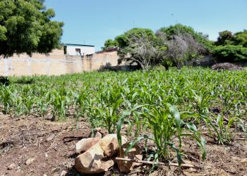 En riesgo al maíz 3 variedades de maíz