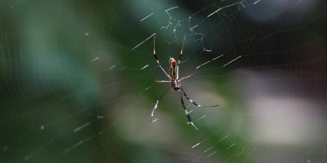 Líder en diversidad arácnida en México