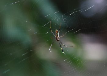 Líder en diversidad arácnida en México