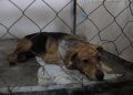 Orden judicial permite rescate de maltrato animal en Tapachula