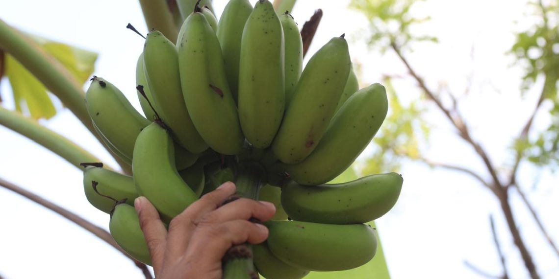 Crece hartazgo en Mazatán por el uso de agroquímicos tóxicos