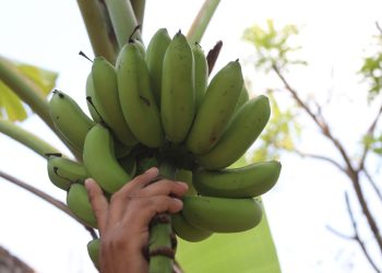 Crece hartazgo en Mazatán por el uso de agroquímicos tóxicos