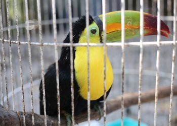 Zona Costa, epicentro del tráfico de fauna silvestre