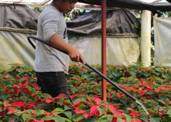 Energía barata para el campo chiapaneco