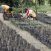 Los productores del Soconusco rechazan presupuesto al campo
