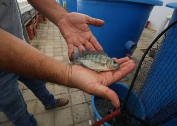 Analizan bacteria que amenaza el 30% de producción de tilapia