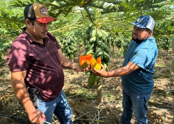 Papaya: Un cultivo que cambia vidas en Chiapas