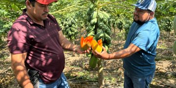 Papaya: Un cultivo que cambia vidas en Chiapas