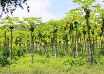 Crisis agrícola: cinco años de golpes al campo estatal