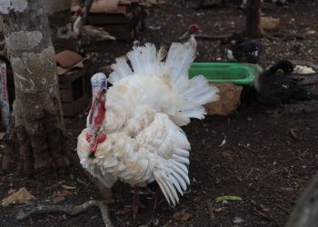 Autoridades afianzan control ante posible influenza aviar