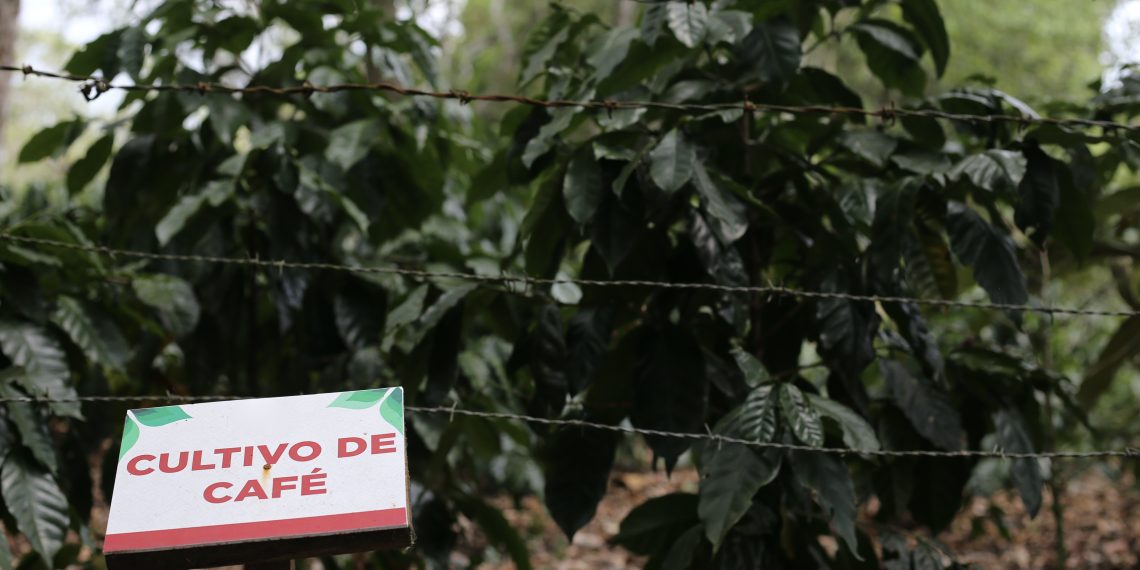 Patrullajes insuficientes disparan el robo de café