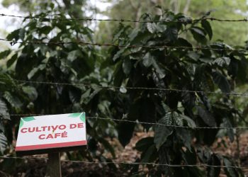 Patrullajes insuficientes disparan el robo de café