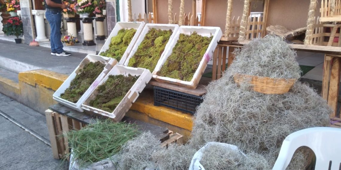 Heno y musgo navideño tradición que arriesga bosques