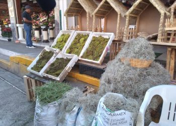 Heno y musgo navideño tradición que arriesga bosques