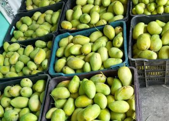 Robo de mango exhibe las fallas de seguridad en el Interoceánico