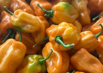 Chile habanero: Una producción tecnificada con visión de futuro
