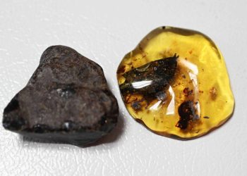 Descubren en Chiapas árbol que dio origen al ámbar mexicano