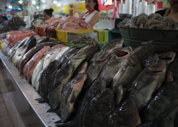 Bajas temperaturas frenan actividad pesquera estatal