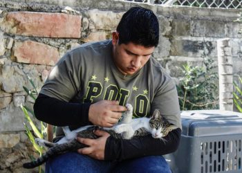 Pánico en redes por la Panleucopenia Felina