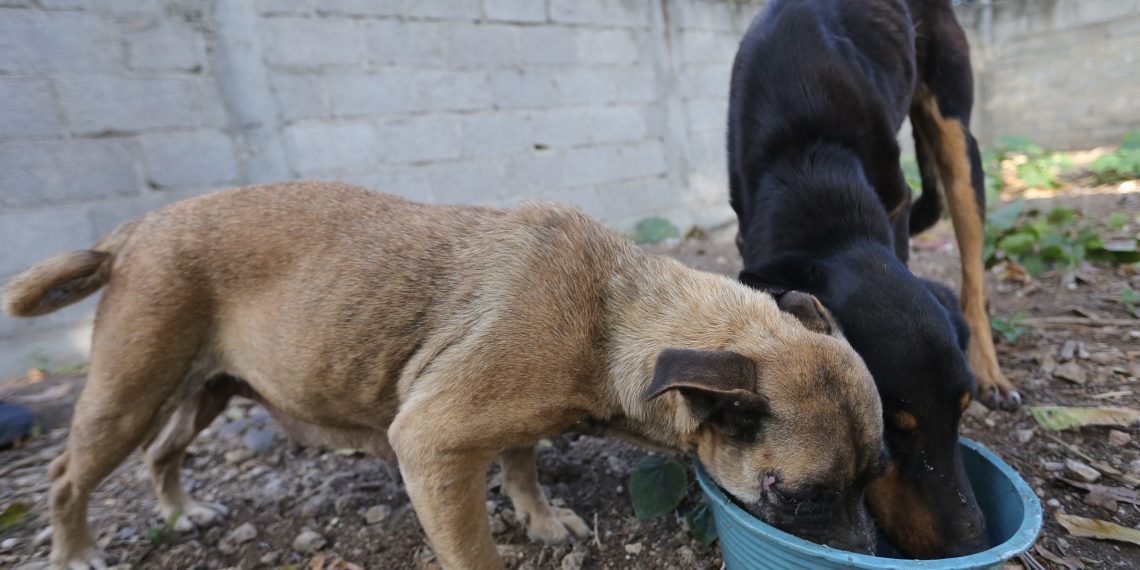 PC impulsa donación de croquetas para perros