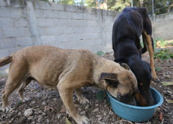 PC impulsa donación de croquetas para perros