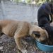 PC impulsa donación de croquetas para perros