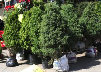 Acopio de los árboles de Navidad para aprovechamiento ambiental