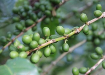 Importación de robusta hunde el precio del café chiapaneco