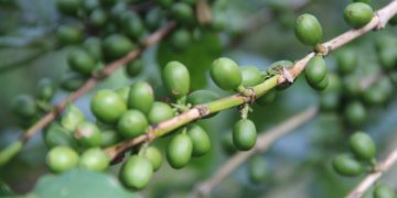 Importación de robusta hunde el precio del café chiapaneco