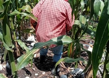 Agroindustria, eje del nuevo horizonte económico regional