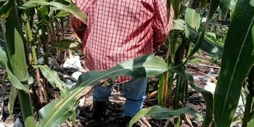 Agroindustria, eje del nuevo horizonte económico regional