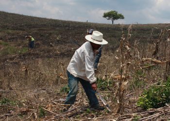 Sin acompañamiento técnico, Sembrando Vida es debilitado