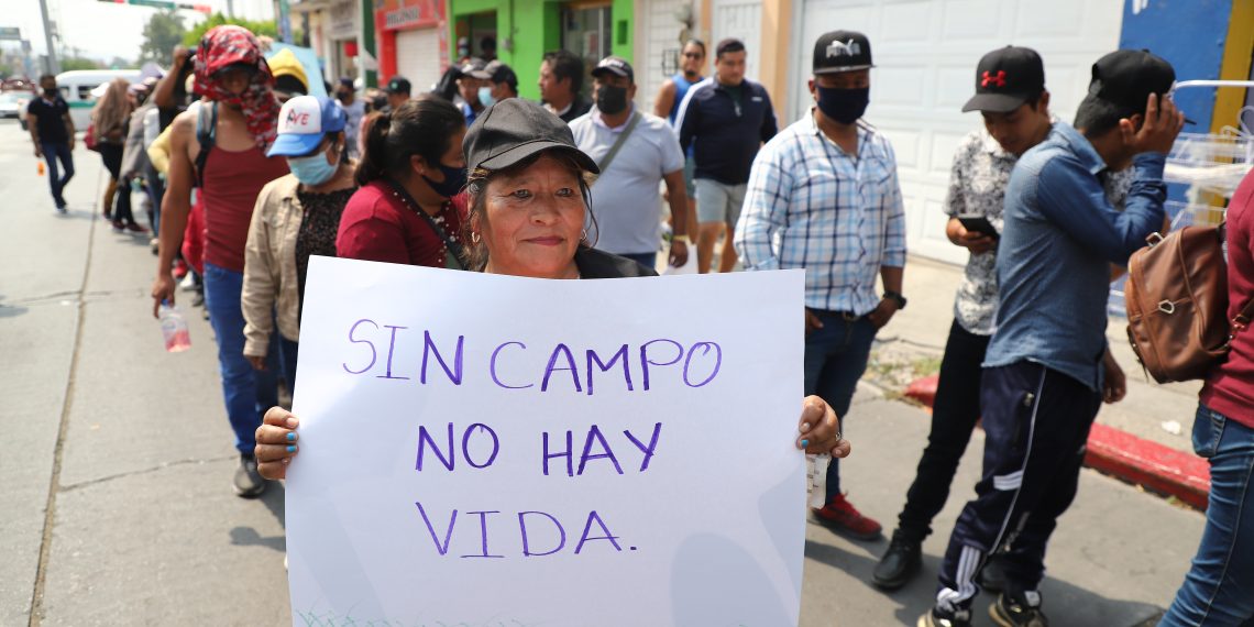 Soya en Soconusco recibe impulso con programa local