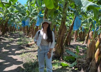 Ingeniera chiapaneca transforma desechos de plátano en bioetanol