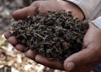 El estado encabeza la pérdida de colmenas
