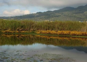 La deforestación reduce humedales en Chiapas